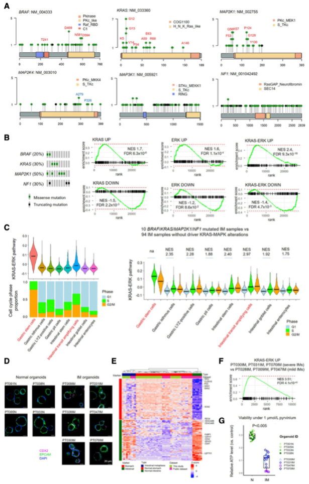 图2. 肠上皮化生中的KRAS–MAPK突变